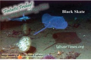 Fintastic Friday SKATE Courtesy NOAA Ocean Explorer wbsm