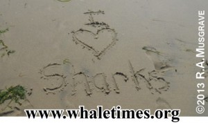 I LOVE SHARKS Copyright RA Musgrave WhaleTimes wblg