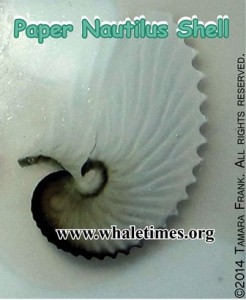 Paper nautilus shell brought up from deep