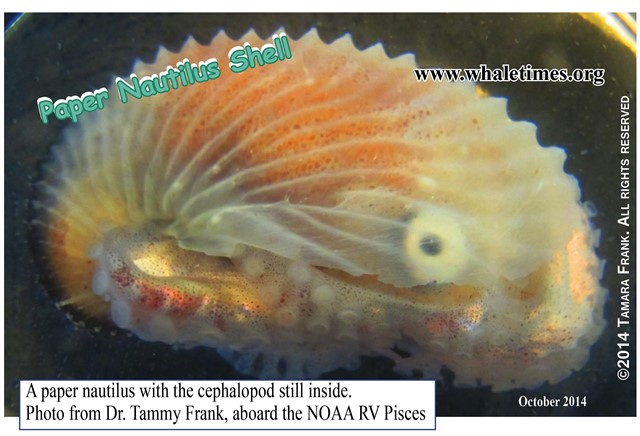 Paper Nautilus with Cephalopod InsideLeptocephalus larvae NOAA RV Pisces Oct 2014 Copyright T Frank  WhaleTimes wblg