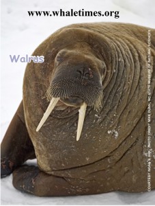 Walrus Courtesy  NOAA WhaleTimes websm