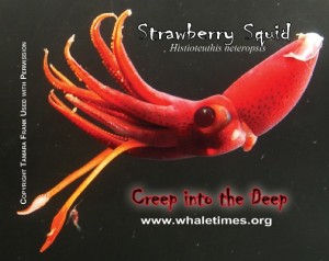 Strawberry Squid Copyright T Frank WhaleTimes wblrg