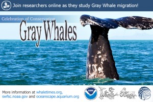 FBWhaleTimeGrayWhales ONLY USE WITH AQ OR DO NOT SHARE Or use for program