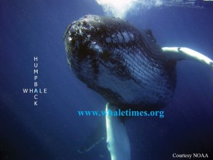Humpback whale WhaleTimes Courtesy NOAA wbsm