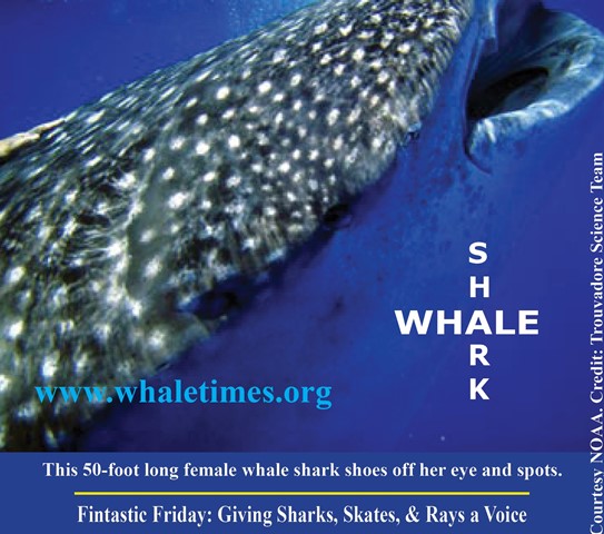 Whale Shark WhaleTimes Courtesy NOAA wbsm