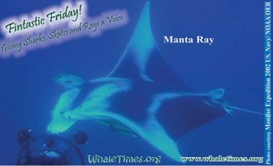 Fintastic Friday MANTA RAY Courtesy Monitor Expedition 2002 US Navy NOAA OER wbsm