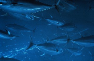 Yellowfin Tuna (Photo courtesy NOAA)