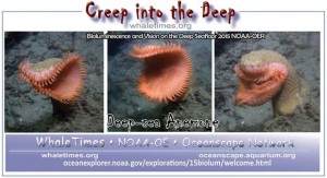 ANIMAL Anemone Creep into the Deep 640 x 348