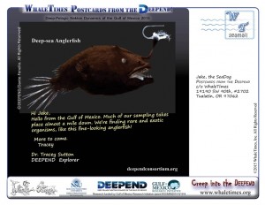 DEEPEND Postcard #6 Deep-sea Anglerfish sm