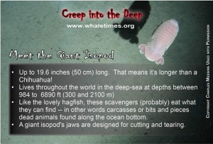 Photo 3 Giant Isopod Creep into the Deep 640 x 433