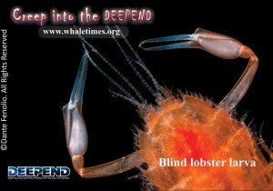 blind lobster larva DEEPEND WhaleTimes sm