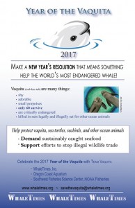 whaletimes-vaquita-new-years-resolution-dec-2016414x640