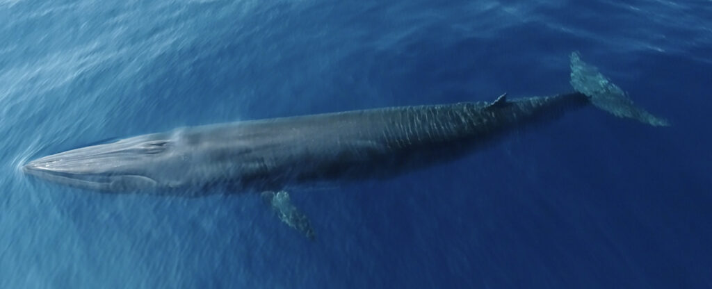 A Rice’s whale photographed using a drone. Photo Courtesy NOAA CR NOAA Fisheries Ocean Alliance (Permit #21938)